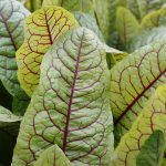 Rumex sanguineus kaufen