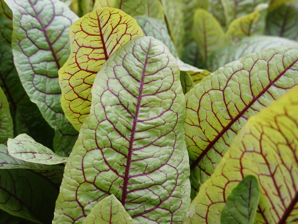 Rumex sanguineus kaufen