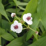 Sagittaria sagittifolia kaufen