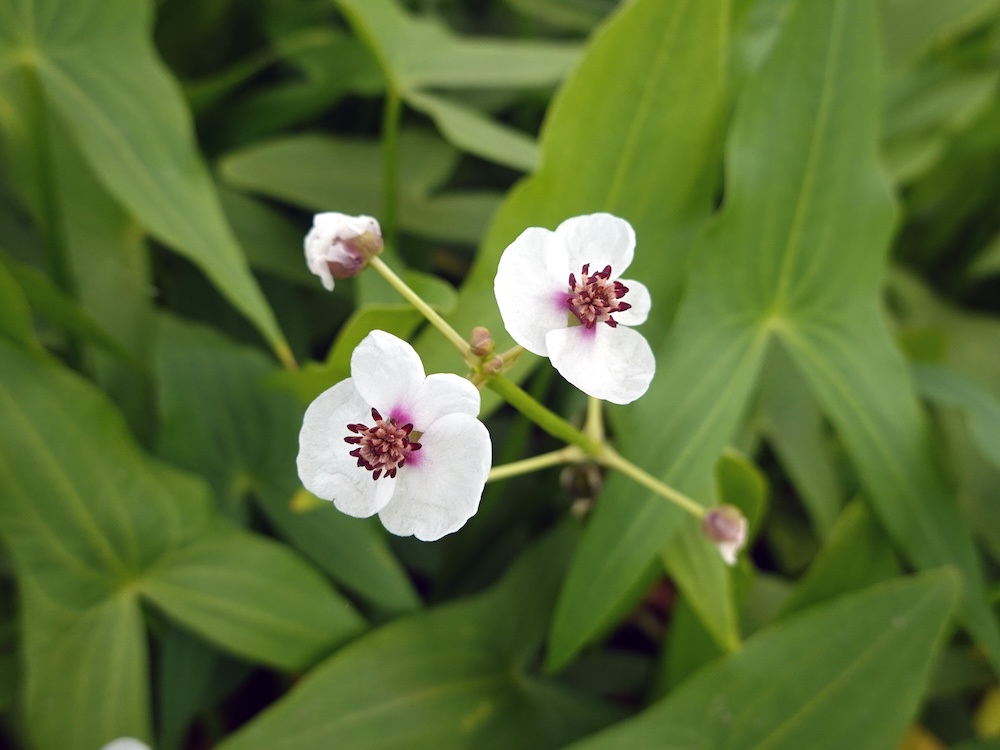 Sagittaria sagittifolia kaufen