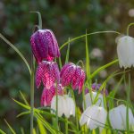 Schachbrettblume bestellen