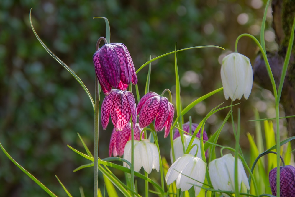 Schachbrettblume bestellen