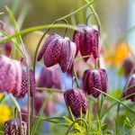 Schachbrettblume kaufen