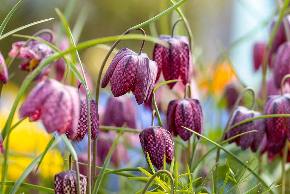 Schachbrettblume kaufen