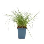 Schmalblättriges Wollgras aus Töpfen