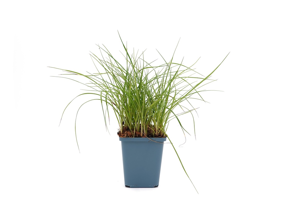 Schmalblättriges Wollgras aus Töpfen