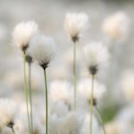 Schmalblaettriges Wollgras kaufen