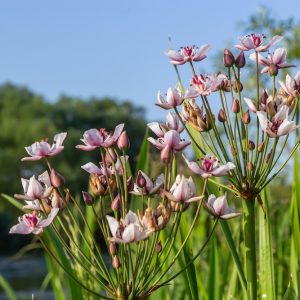 Schwanenblume kaufen