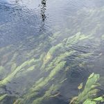 Schwimmendes Laichkraut Teich