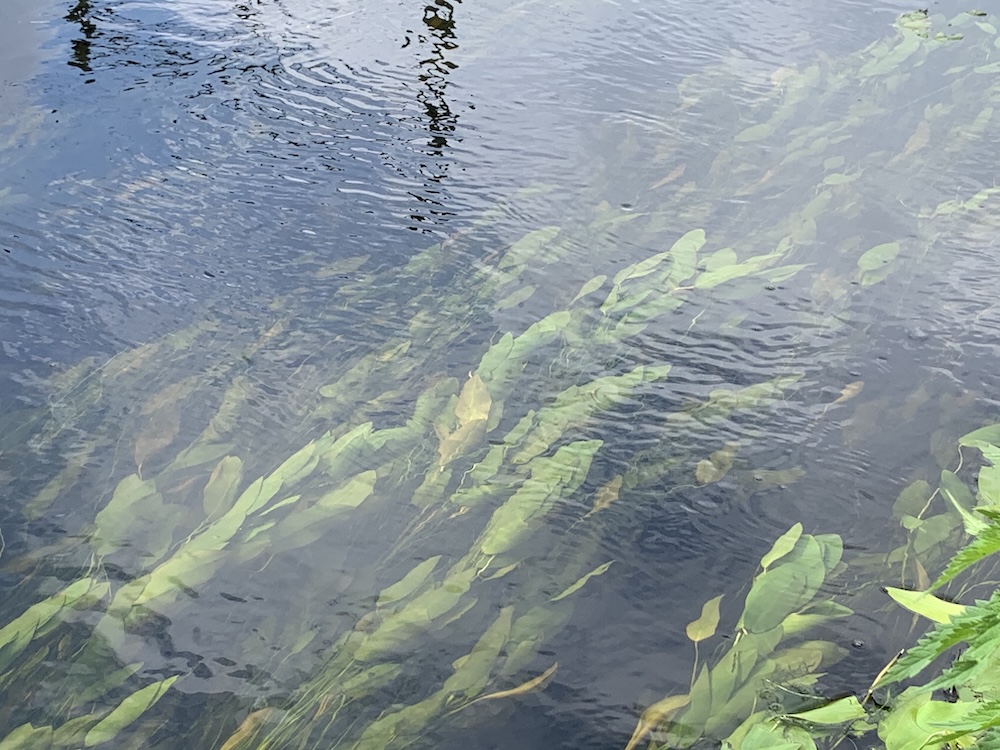 Schwimmendes Laichkraut Teich
