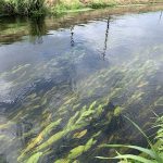 Schwimmendes Laichkraut bestellen