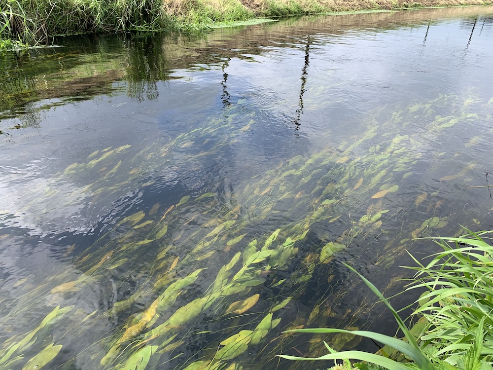 Schwimmendes Laichkraut bestellen