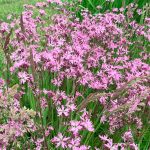 Silene flos-cuculi kaufen