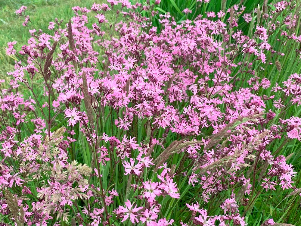 Silene flos-cuculi kaufen
