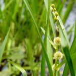 Sparganium emersum kaufen