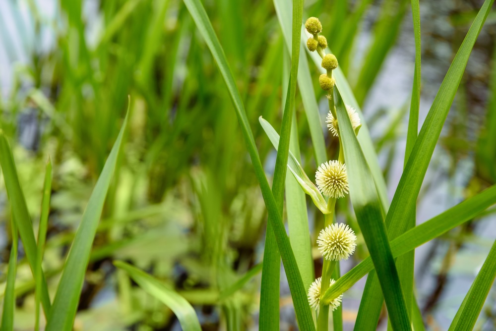 Sparganium emersum kaufen