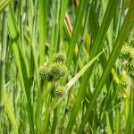 Sparganium erectum kaufen