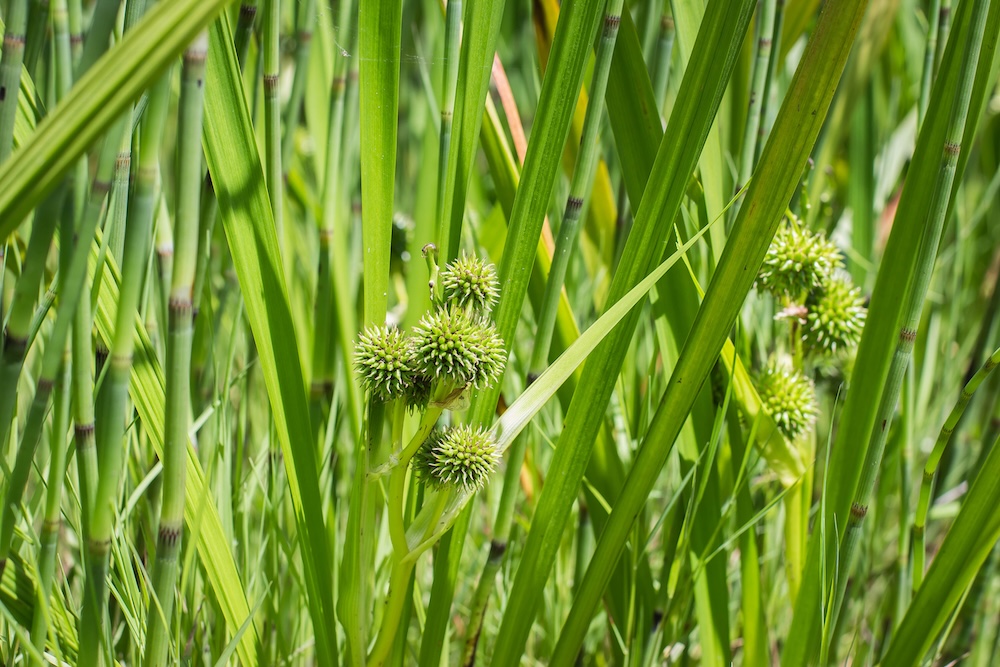 Sparganium erectum kaufen