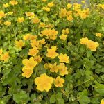 Sumpfdotterblume Blumen