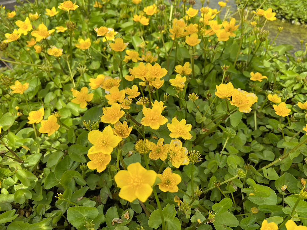 Sumpfdotterblume Blumen