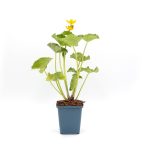 Sumpfdotterblume aus Töpfen