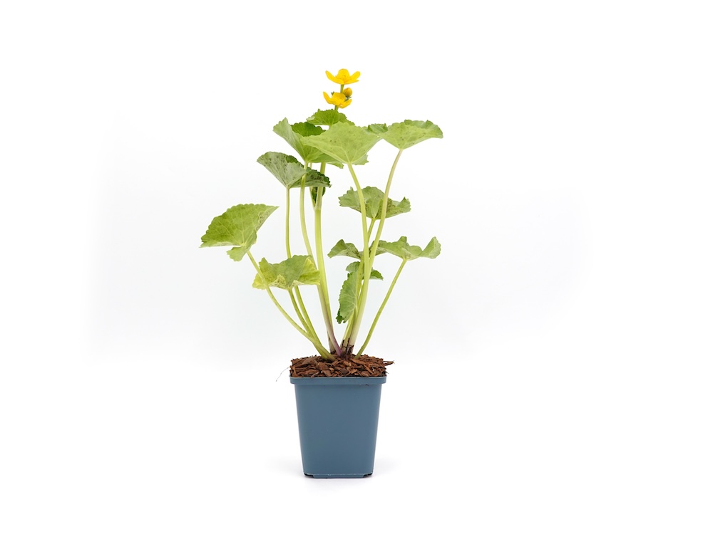 Sumpfdotterblume aus Töpfen