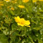 Sumpfdotterblume bestellen
