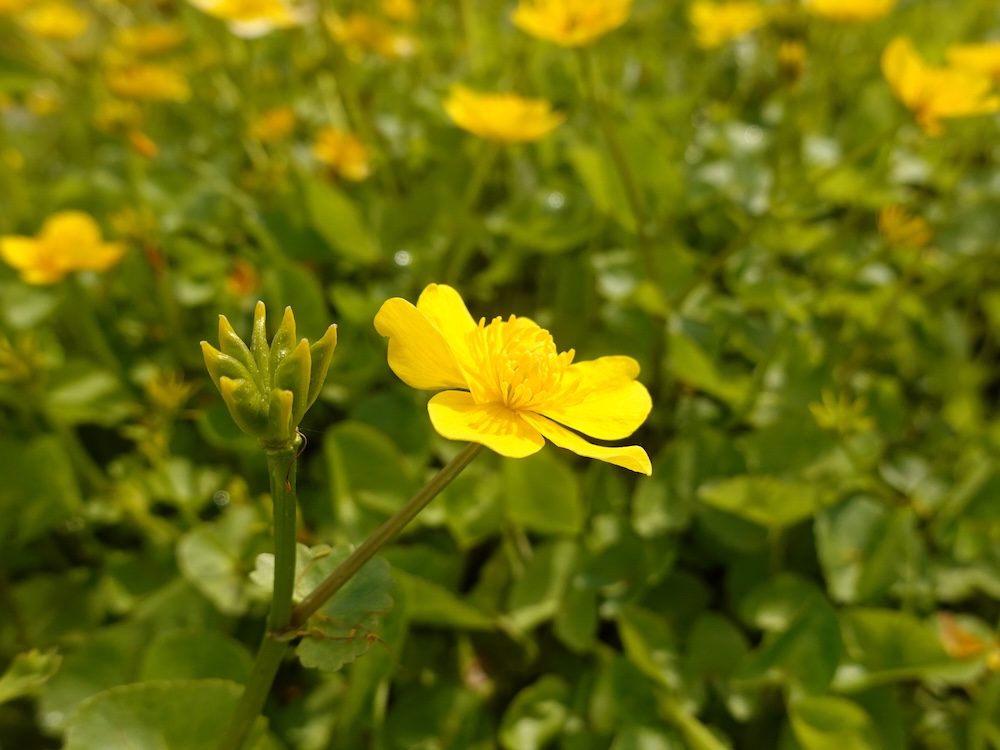 Sumpfdotterblume bestellen