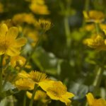 Sumpfdotterblume kaufen