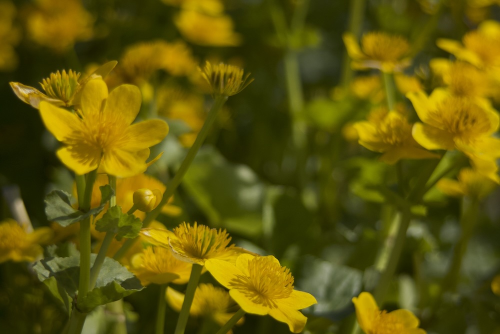 Sumpfdotterblume kaufen