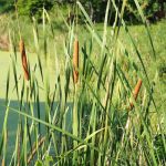Typha angustofolia kaufen