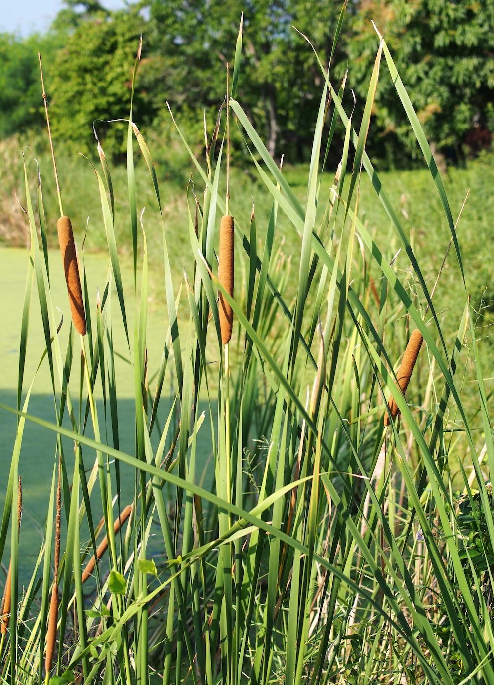 Typha angustofolia kaufen