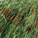 Typha latifolia kaufen