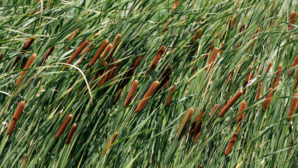 Typha latifolia kaufen