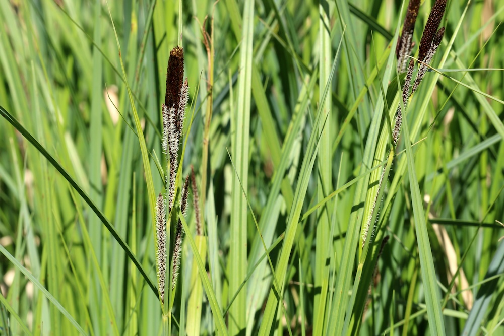 Ufer-Segge kaufen