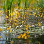 Utricularia vulgaris kaufen