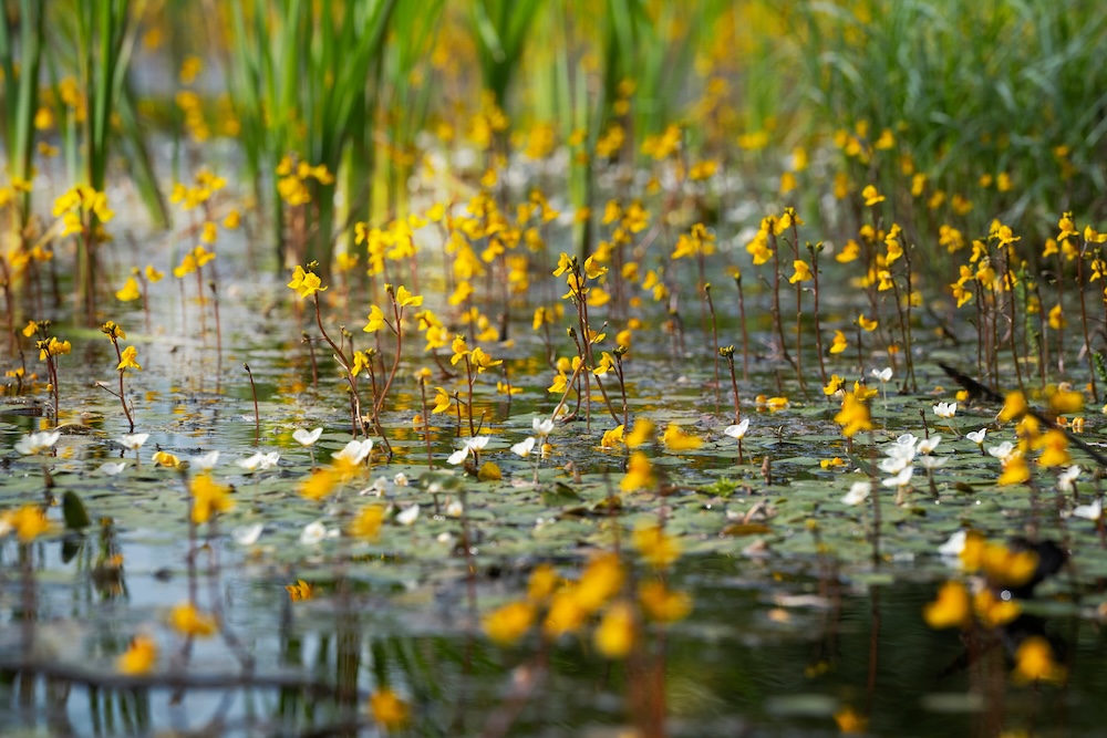Utricularia vulgaris kaufen