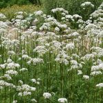 Valeriana officinalis kaufen