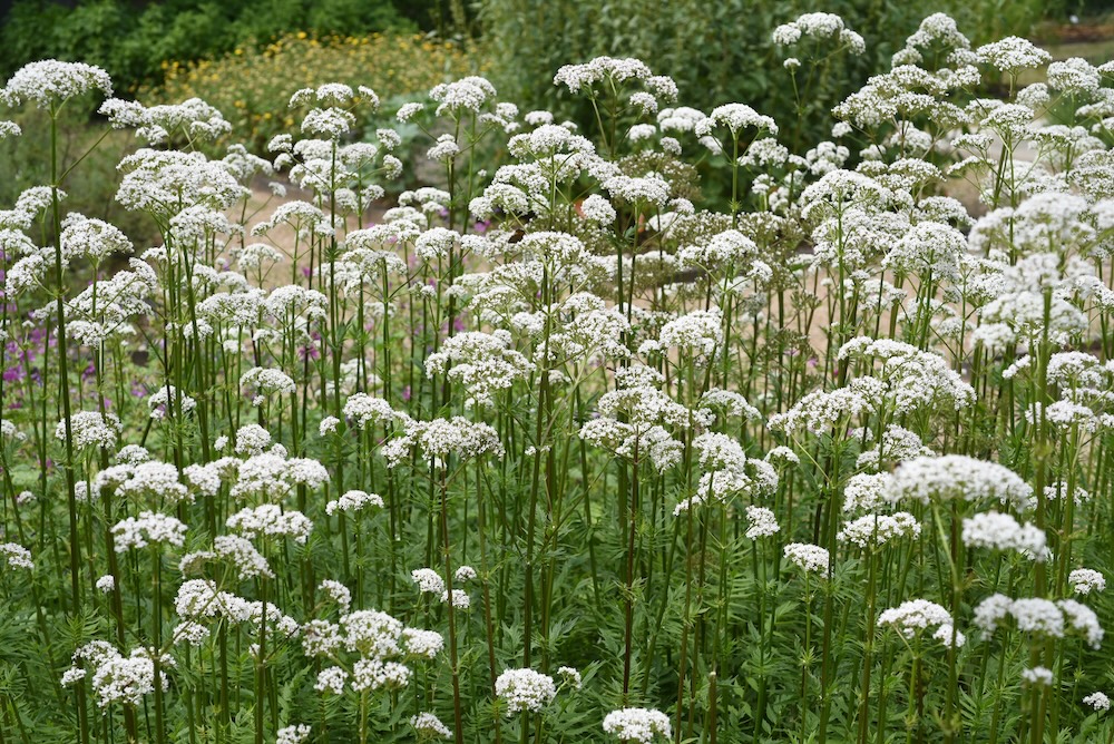 Valeriana officinalis kaufen