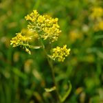 Wasser Sumpfkresse Blumen
