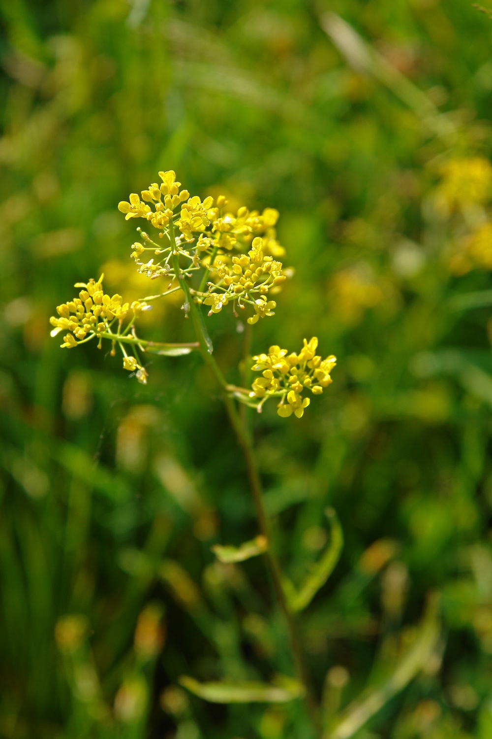 Wasser Sumpfkresse Blumen