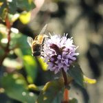 Wasserminze Blumen