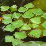 Wassernuss kaufen