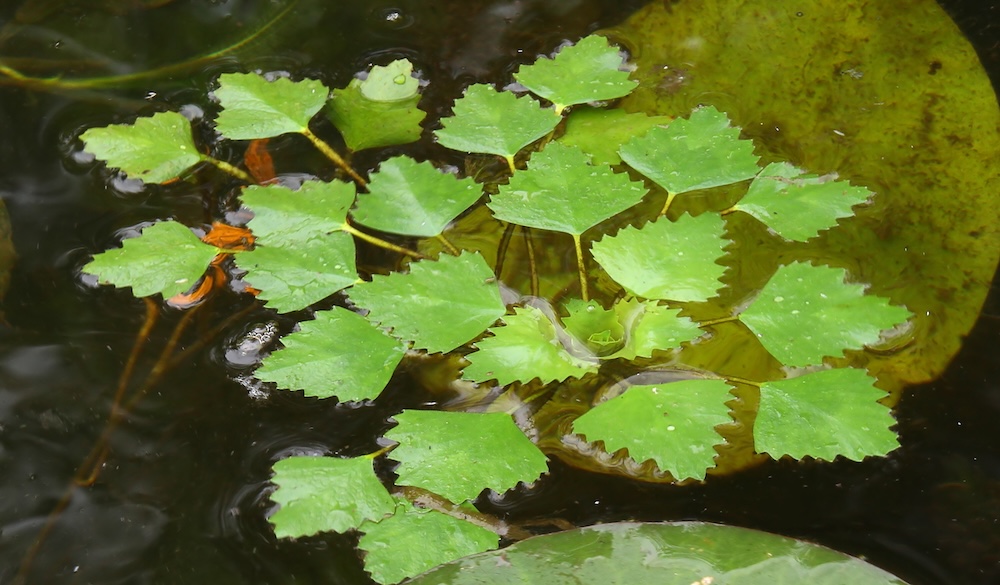 Wassernuss kaufen
