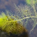 Wasserschlauch bestellen