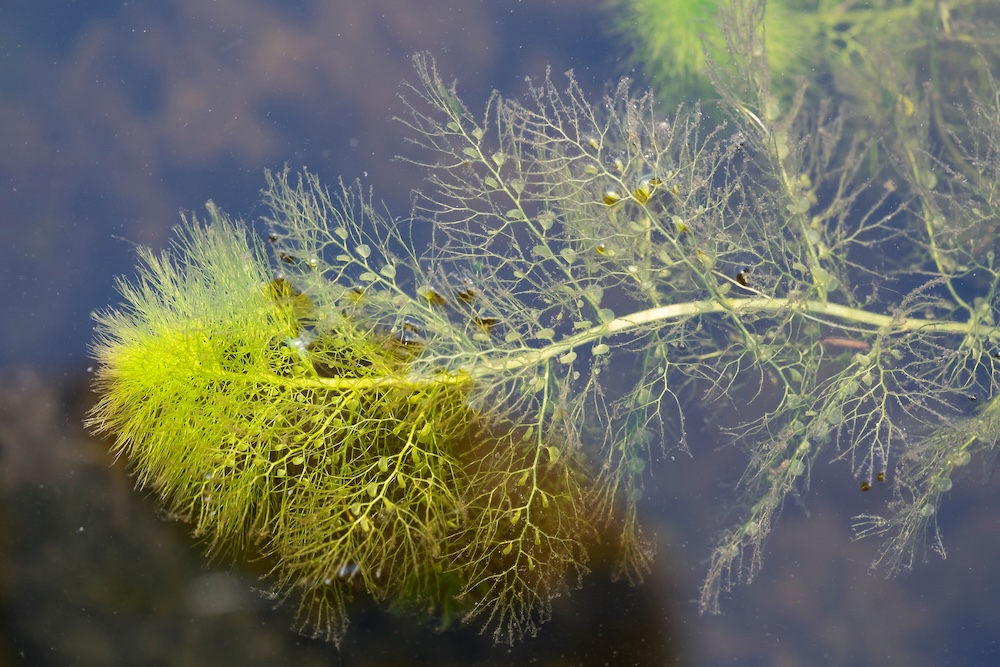 Wasserschlauch bestellen
