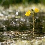Utricularia vulgaris einpflanzen
