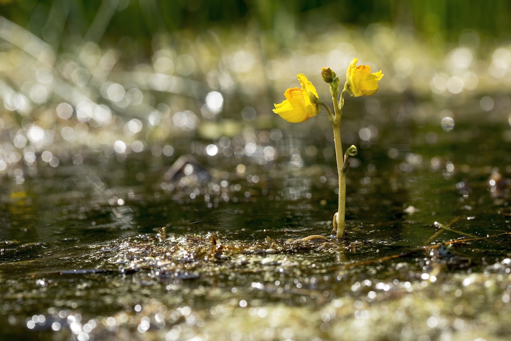 Utricularia vulgaris einpflanzen