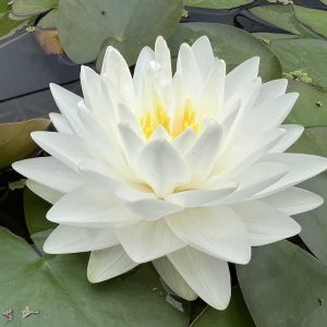 Weiße Seerose - Nymphaea alba