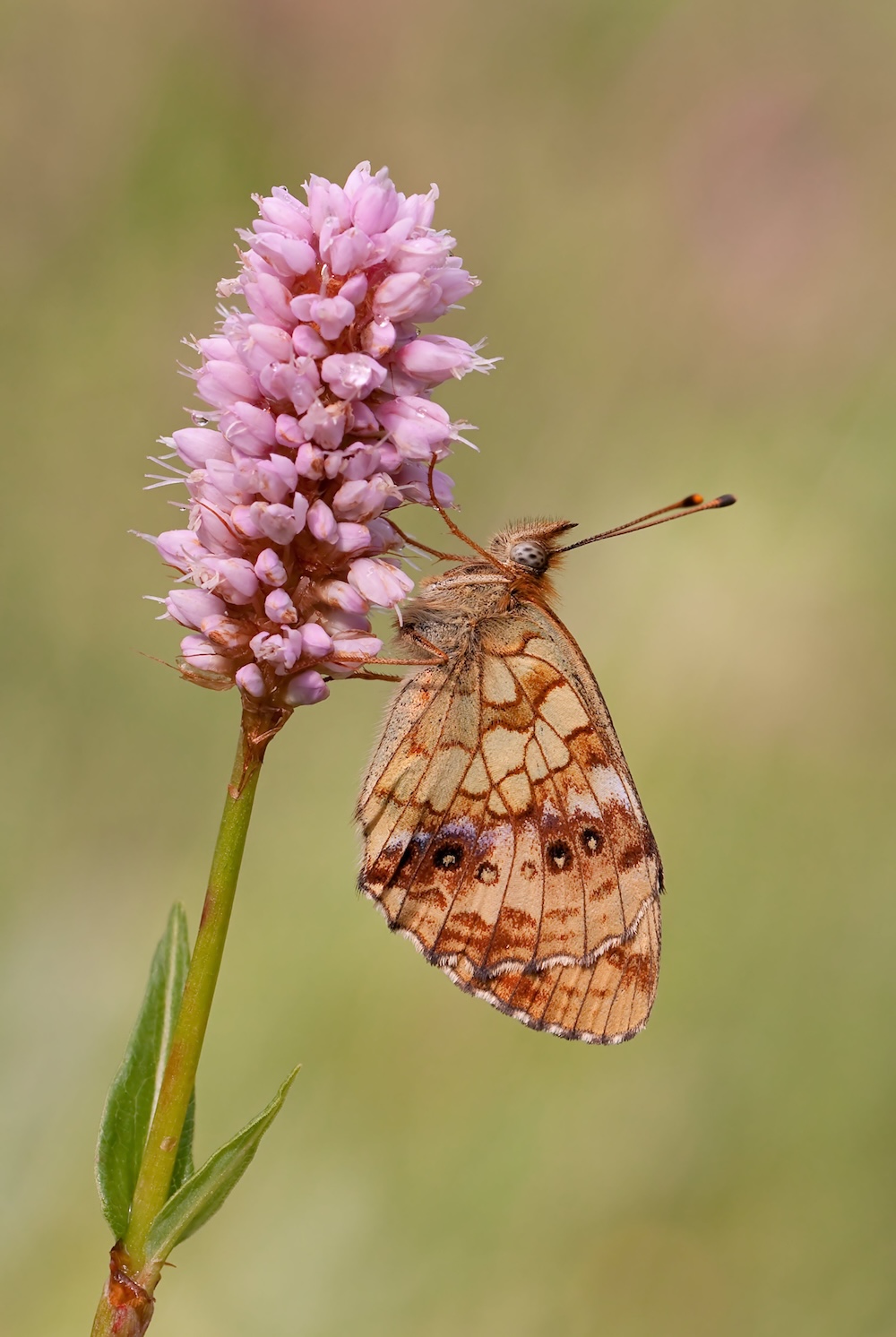 Wiesenknoeterich kaufen